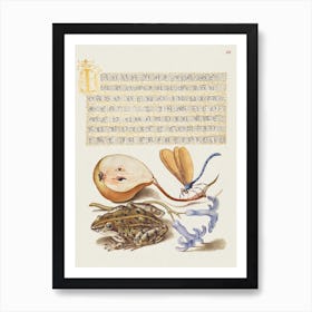 Common Pear, Lake Demoiselle, Moor Frog, And Hyacinth From Mira Calligraphiae Monumenta, Joris Hoefnagel Art Print