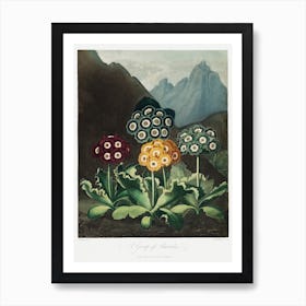 A Group Of Auriculas From The Temple Of Flora (1807), Robert John Thornton Art Print