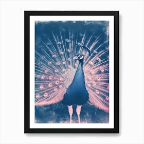 Pink & Blue Peacock Feathers Art Print