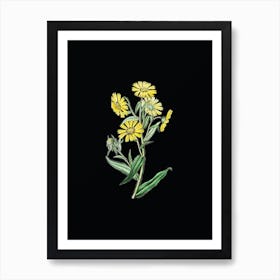 Vintage Madia Flower Botanical Illustration on Solid Black n.0739 Art Print