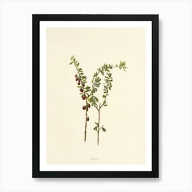 Pomegranate Art Print