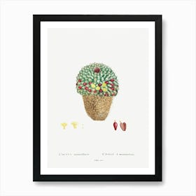 Cactus Mammillaria, Pierre Joseph Redoute Art Print