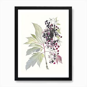 Elderberry Spices And Herbs Pencil Illustration 2 Art Print