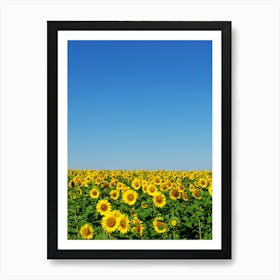 Sunflower Field With Blue Sky Art Print