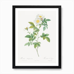 Anjou Rose, Pierre Joseph Redoute Art Print