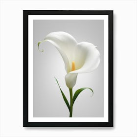 White Calla Lily 2 Art Print