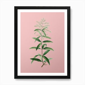 Vintage Lemon Verbena Branch Botanical on Soft Pink n.0842 Art Print