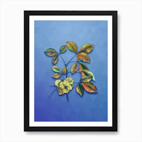 Vintage Common Hoptree Botanical Art on Blue Perennial n.0266 Art Print