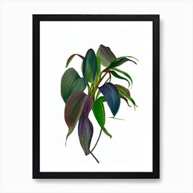 Queen'S Tears (Billbergia Nutans) Watercolor Art Print