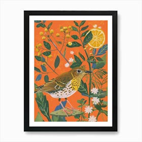 Spring Birds Hermit Thrush 3 Art Print