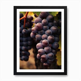 Black Grapes On The Vine Art Print