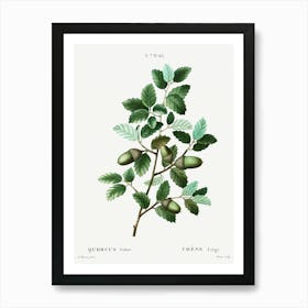 Cork Oak, Pierre Joseph Redoute Art Print