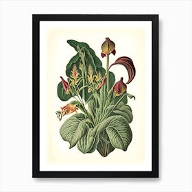 Wild Ginger Wildflower Vintage Botanical Art Print