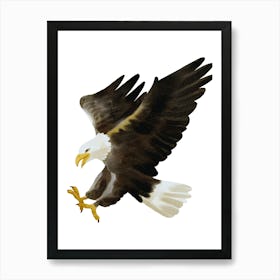 Bald Eagle Art Print