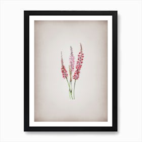 Vintage Polygonum Flower Botanical on Parchment n.0806 Art Print