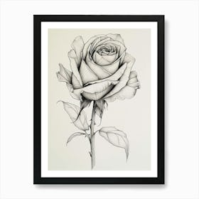 English Rose Black And White Line Drawing 7 Art Print