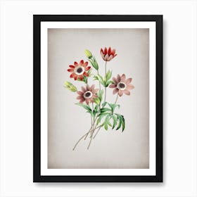 Vintage Broad Leaved Anemone Botanical on Parchment n.0285 Art Print