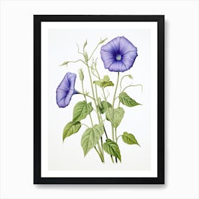 Morning Glories Flower Vintage Botanical 1 Art Print