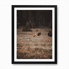 Playful Bison Calf Art Print