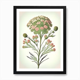 Yarrow Wildflower Vintage Botanical 1 Art Print