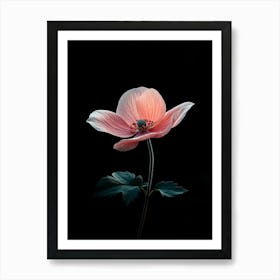 Pink Anemone Flower Art Print