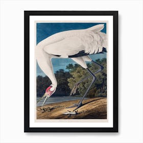 Vintage Audubon 1 Hooping Crane Art Print