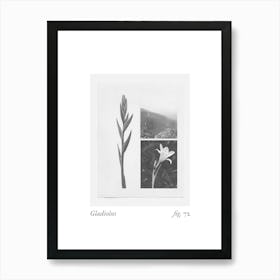 Gladiolus Botanical Collage 2 Art Print