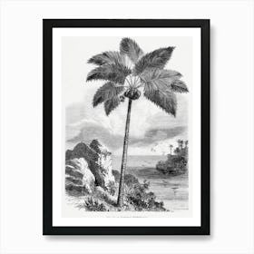 Vintage Palm Tree Art Print _2643183 Art Print