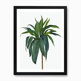 Cast Iron Plant (Aspidistra Elatior) Watercolor Art Print