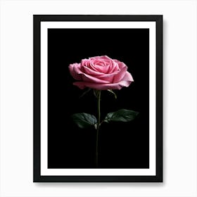 Pink Rose Isolated On Black Background 7 Art Print