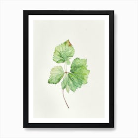 Thimbleberry Leaf Minimalist Watercolour Art Print