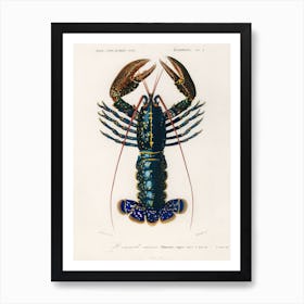 Crimson Crawfish (Palemon Ornatum), Charles Dessalines D'Orbigny 1 Art Print