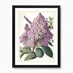 Lilac Floral 1 Botanical Vintage Poster Art Print
