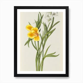 Freesia Vintage Botanical Flower Art Print