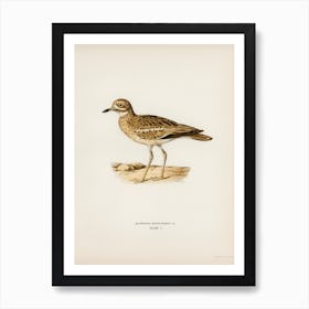 Eurasian Stone Curlew, The Von Wright Brothers Art Print