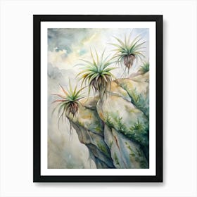 Air Plants Art Print