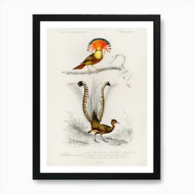 Different Types Of Birds, Charles Dessalines D'Orbigny 26 Art Print