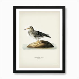 Purple Sandpiper, The Von Wright Brothers Art Print