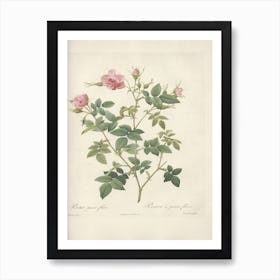 Rose Illustration, Pierre Joseph Redoute (79) Art Print