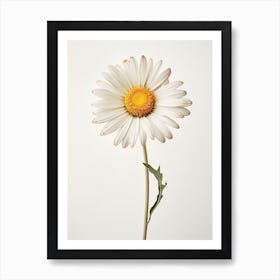 Pressed Flower Botanical Art Daisy Art Print