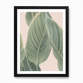 Cala Plant Art Print