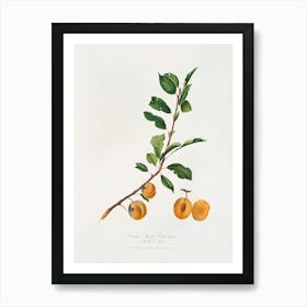 Apricot (Prunus Sanctae Catherinae) From Pomona Italiana (1817 -1839), Giorgio Gallesio Art Print