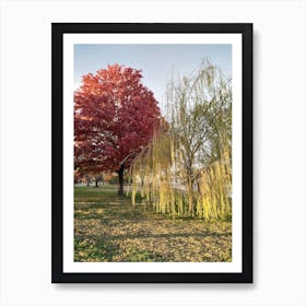 Willow Tree Washington DC Art Print