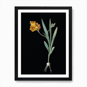 Vintage Ixia Miniata Botanical Illustration on Solid Black n.0013 Art Print