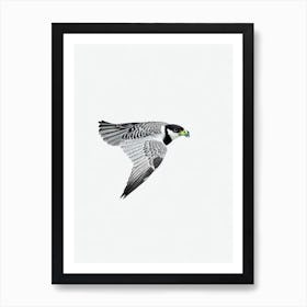 Falcon B&W Pencil Drawing 3 Bird Art Print