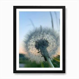 Dandelion Art Print