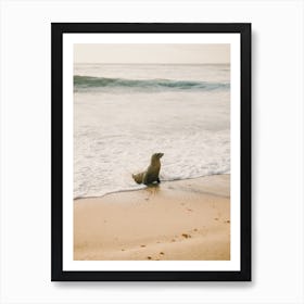 Seal On Beach Art Print