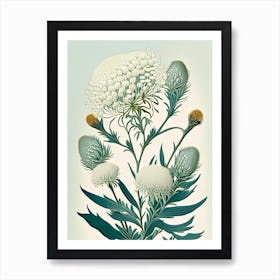 Pearly Everlasting Wildflower Vintage Botanical Art Print