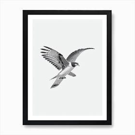 Harrier B&W Pencil Drawing 2 Bird Art Print