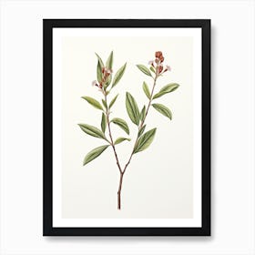 Cinnamon Vintage Botanical Herbs 0 Art Print